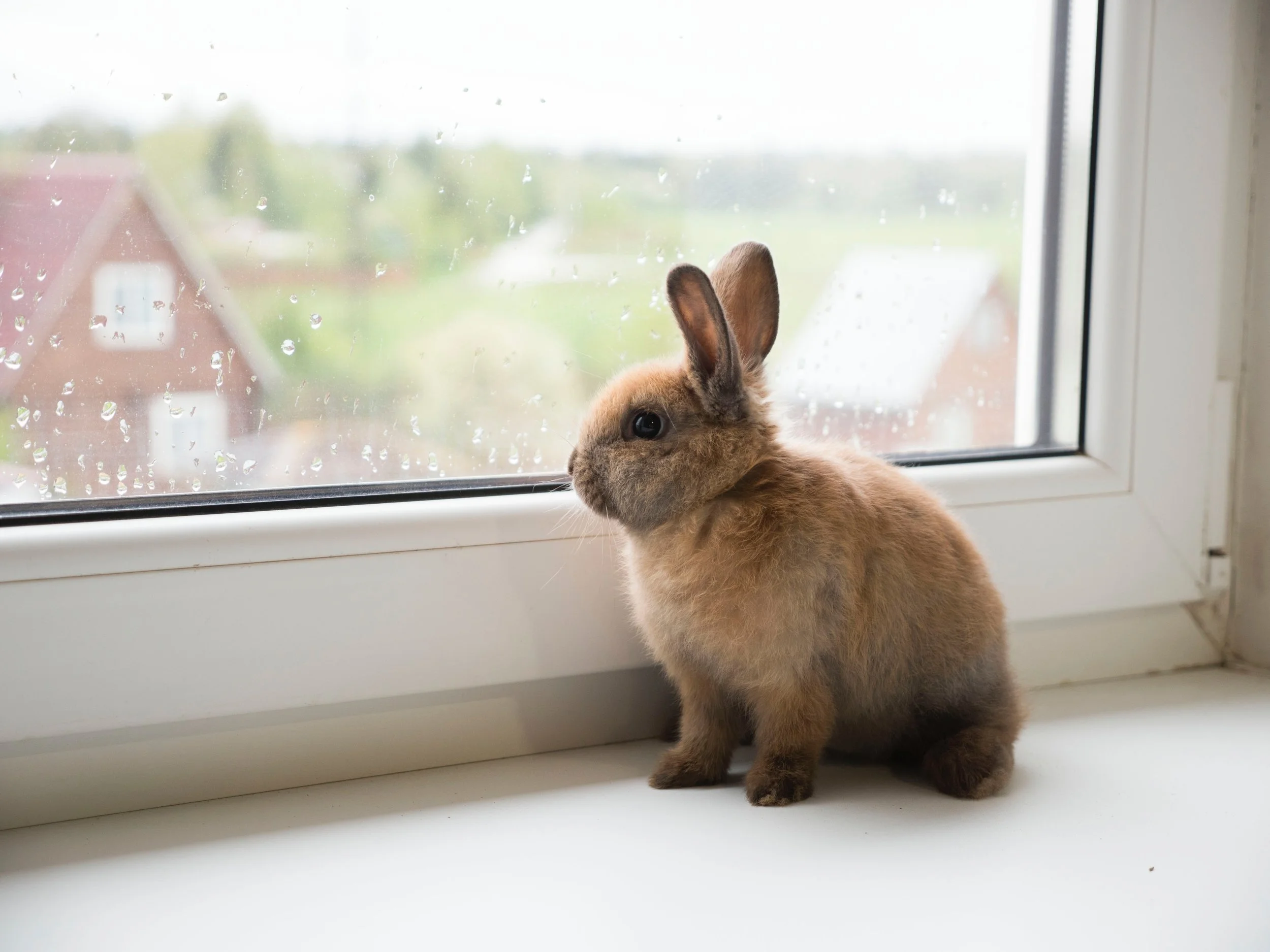 How to Introduce a Rabbit to Your Doodle Puppy — STOKESHIRE DESIGNER