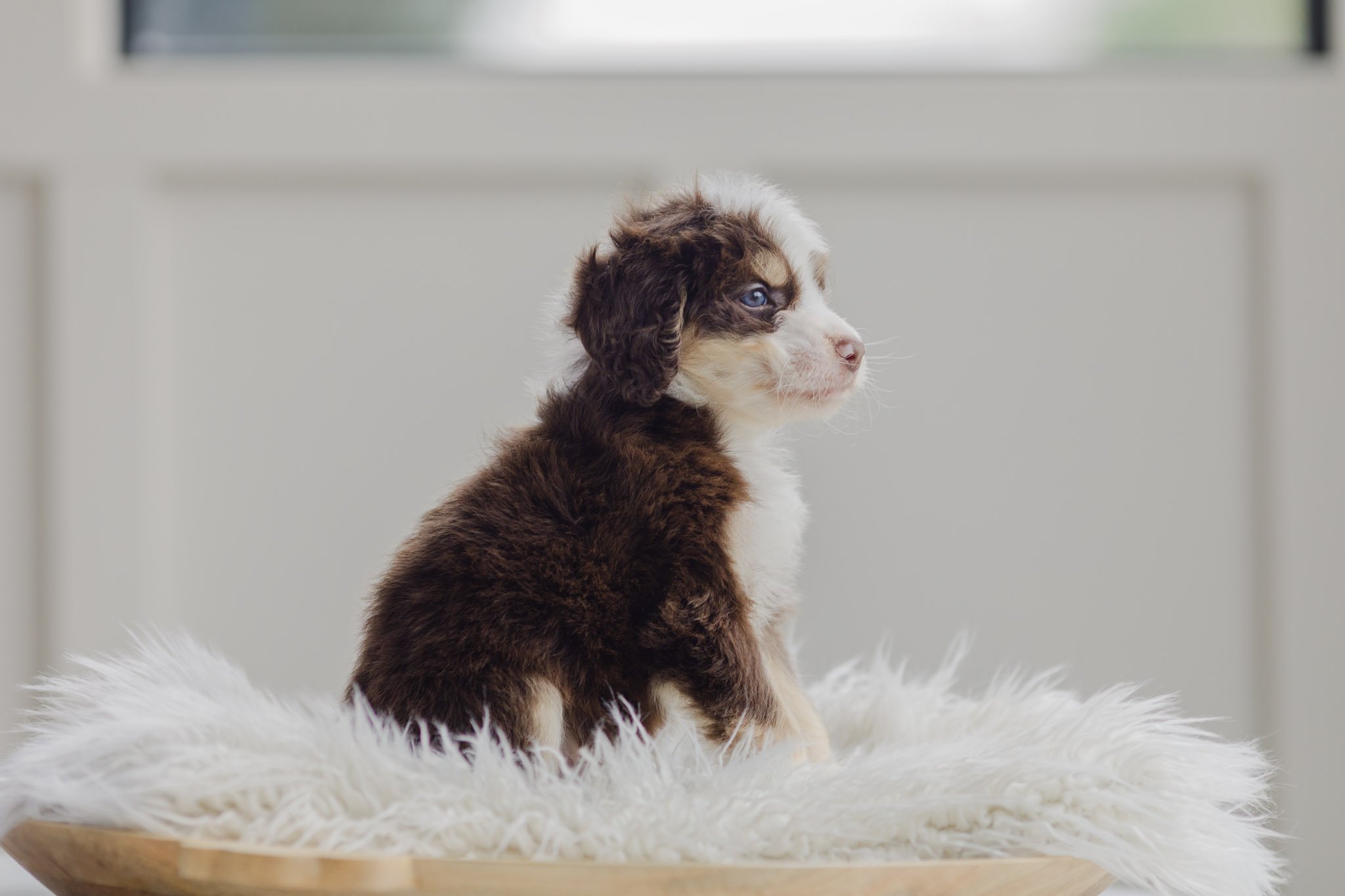 0087_7-Week-Old-Australian_Mountain_Dogs_Stokeshire.PepperxApollo-F1.25.jpg