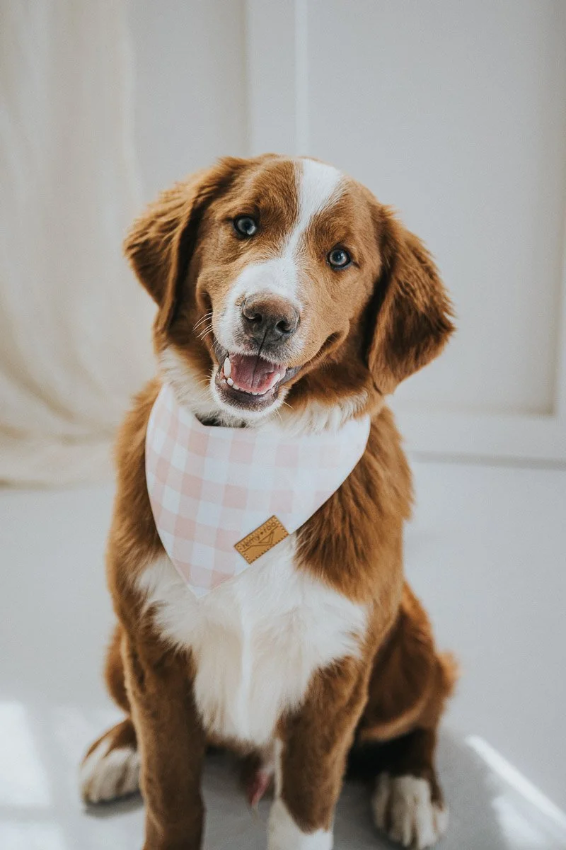 Close-up of George the unfurnished red merle Bernedoodle showing smooth muzzle