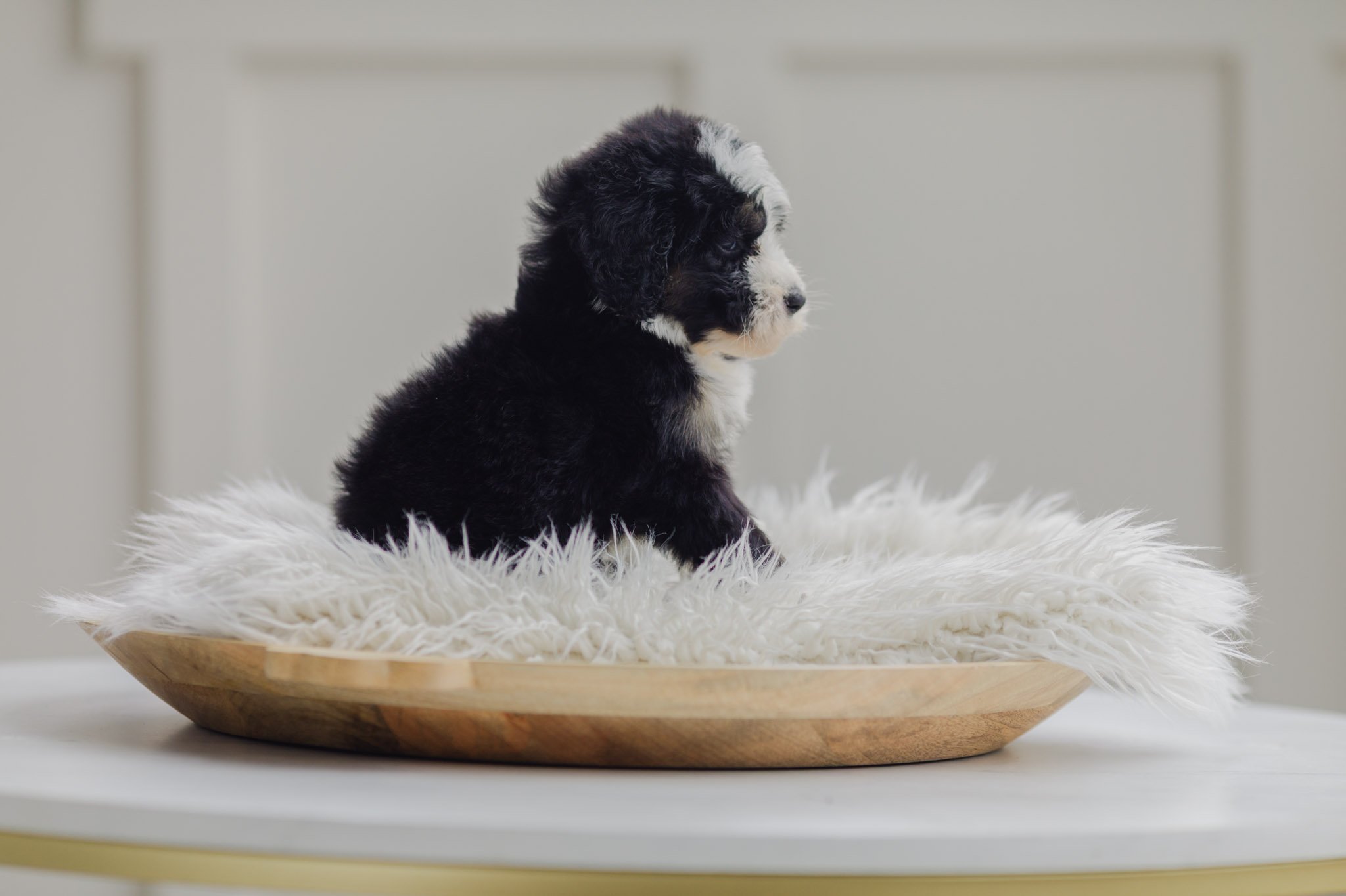 0134_7-Week-Old-Australian_Mountain_Dogs_Stokeshire.PepperxApollo-F1.25.jpg
