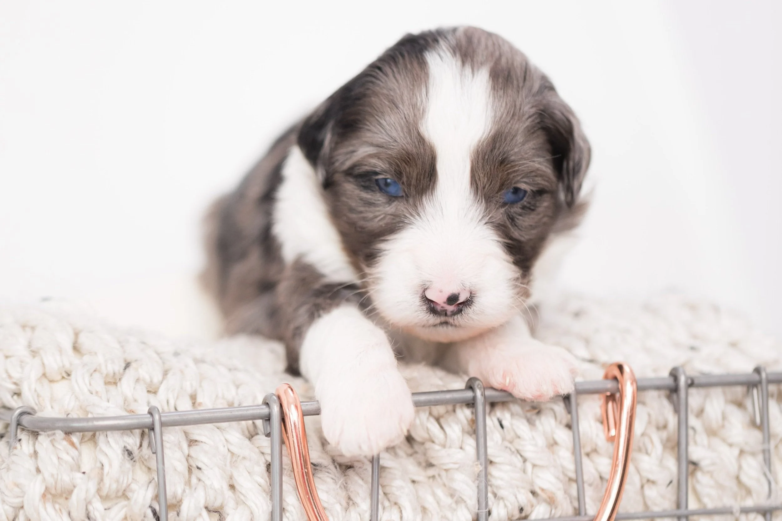 Everything You Need to Know About Buying a Dog