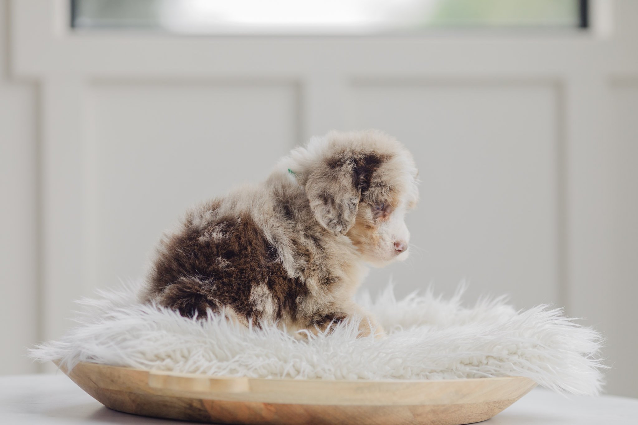 0074_7-Week-Old-Australian_Mountain_Dogs_Stokeshire.PepperxApollo-F1.25.jpg