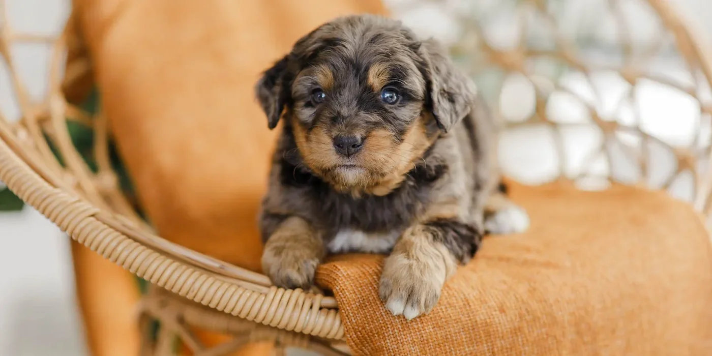 Unfurnished Doodle puppy from reputable and ethical Breeder in Wisconsin.