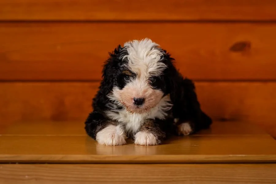 tri-color-australian-mountain-doodle-puppy-for-sale-wisconsin.jpg