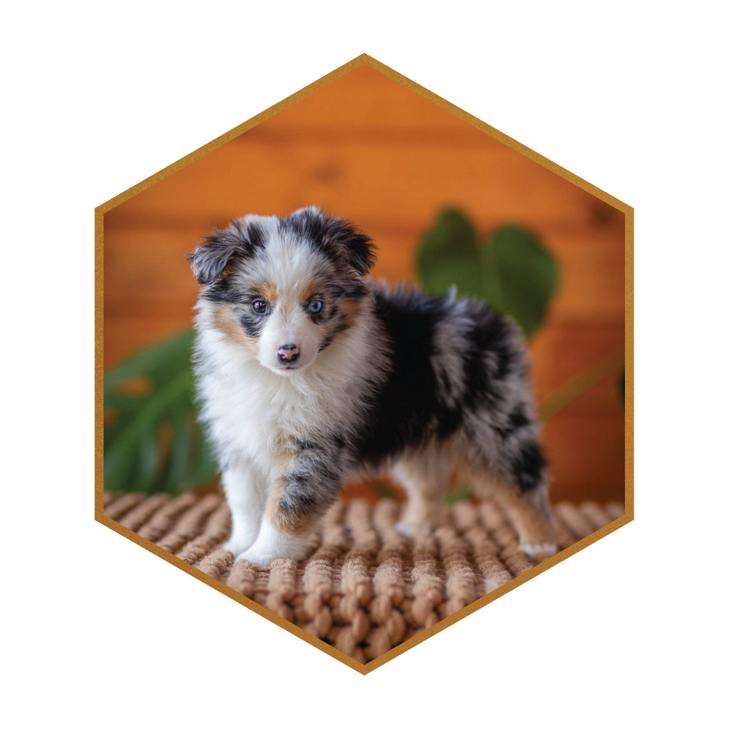 Deposit for (Daisy x Moby Dick) Toy Aussiedoodles Backup Litter