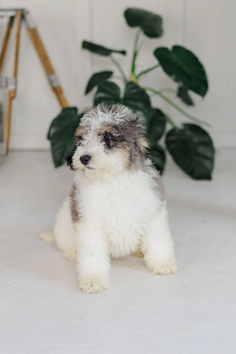Shepherd – Blue Merle Tri Parti Male F1B Medium Australian Mountain Doodle (Nehls- Reserved)