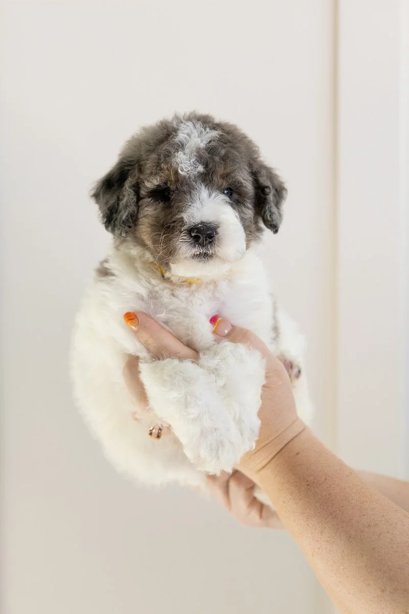 001_TIZRAH-YELLOW-COLLAR-BLUE-MERLE-TRI PARTI-MINI-MEDIUM-AUSTRALIAN-MOUNTAIN-DOODLE-F1B.STOKESHIRE.26.jpg