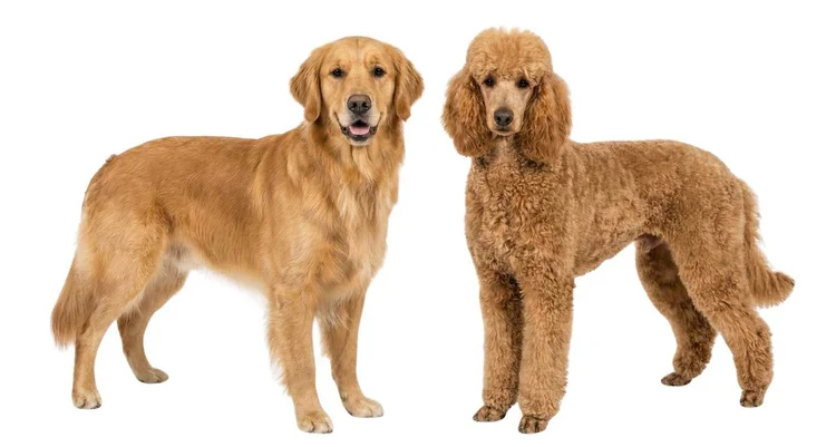 Golden Retriever and red Poodle parent breeds at Stokeshire Designer Doodles in Wisconsin