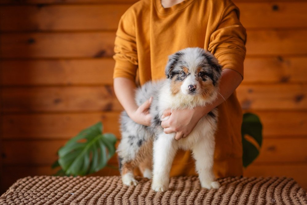 A blue merle tricolor Australian Shepherd puppy standing on a table, steadied by a person's hands
