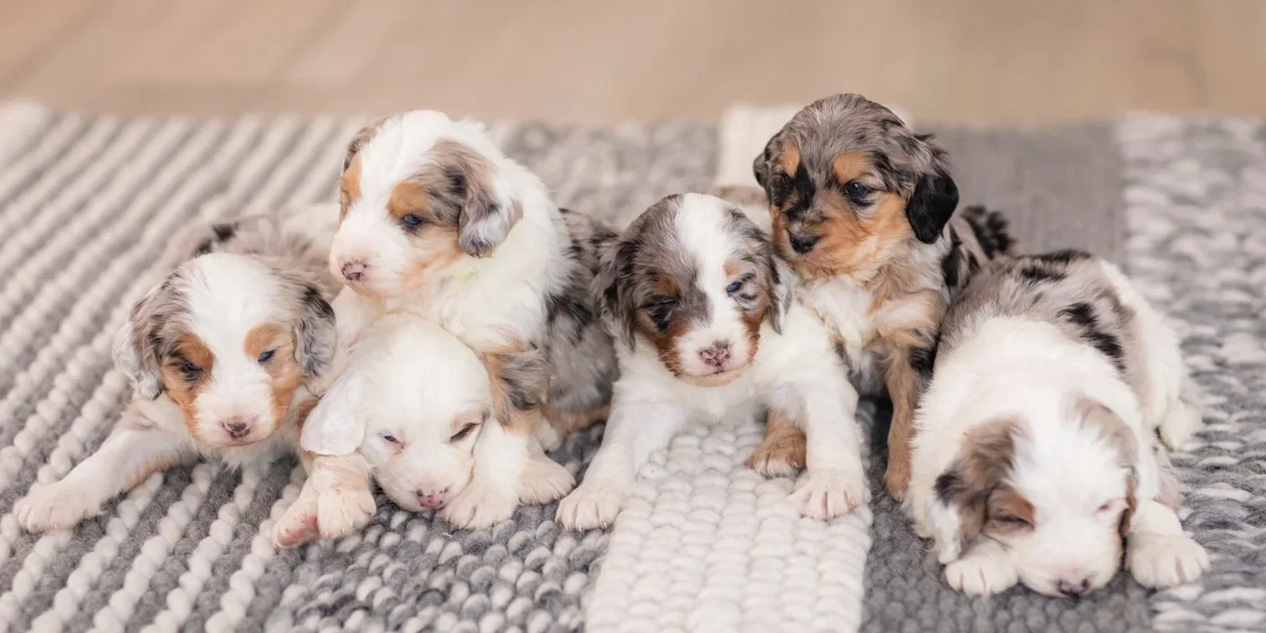 Australian Mountain Doodles at ethical Doodle breeder Wisconsin Designer Doodles.