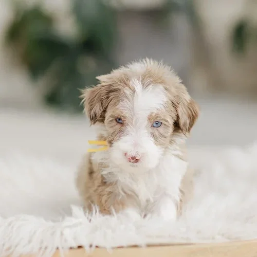 6-Week-Old-Brown-White-Red-Merle-Green-Eyes-Golden-Mountain-Doodle-Puppy-Casablanca-RaexRico.25.webp