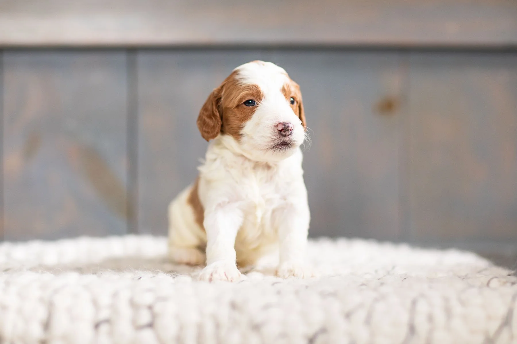 Brittany Spoodle Brittany Spaniel Mix Puppies Brittany Spoodle