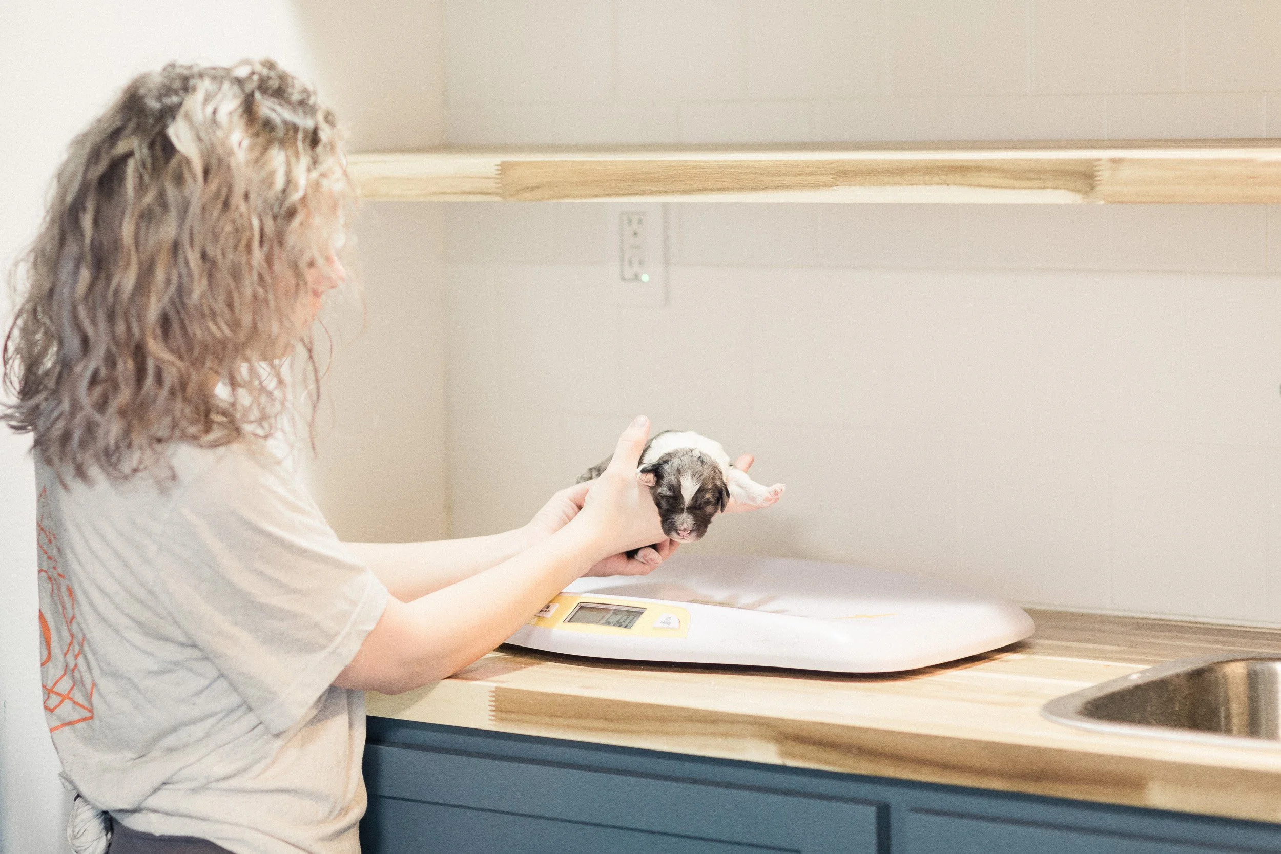 Finding an Ethical Doodle Breeder