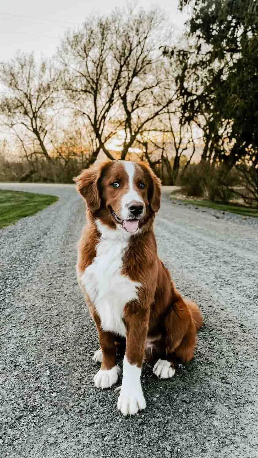 full grown f2 goldendoodle shedding
