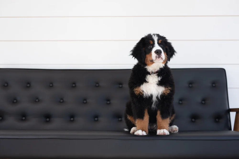Female Bernese Mountain Dog Feta, health-tested foundation dam at Stokeshire in Wisconsin