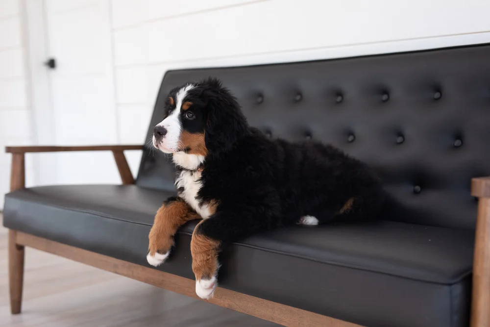 Tri-color Bernese Mountain Dog Feta at Stokeshire Designer Doodles, Wisconsin