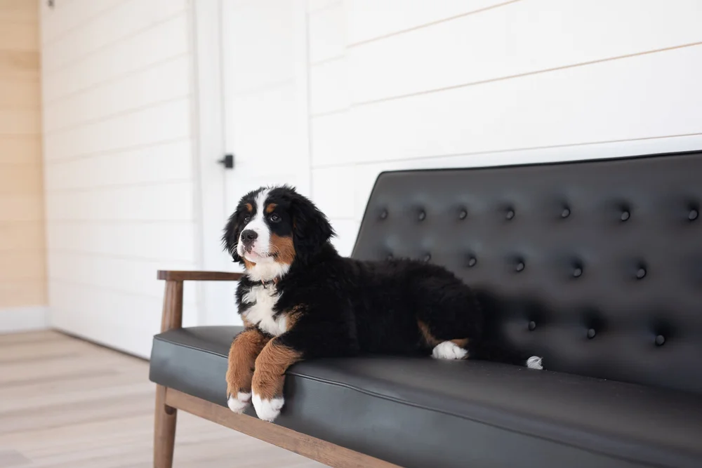 Bernese Mountain Dog Feta resting at home, Stokeshire Designer Doodles Wisconsin