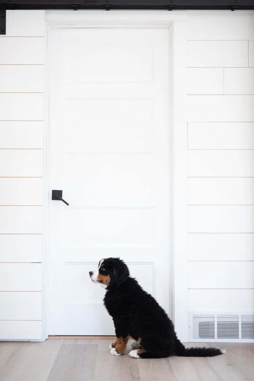 Bernese Mountain Dog Feta outdoors at Stokeshire Designer Doodles in Wisconsin