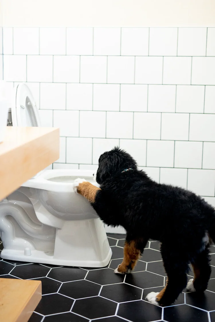 Bernese Mountain Dog portrait showing the breed's gentle expression and tri-color markings that families love