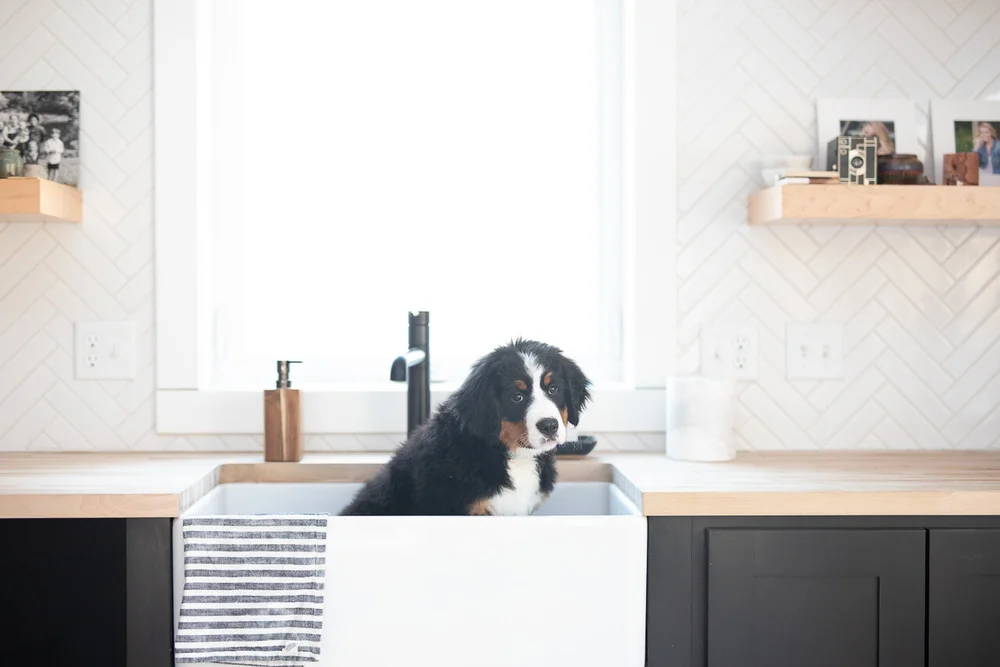 Bernese Mountain Dog tri-color double coat requiring regular grooming and maintenance