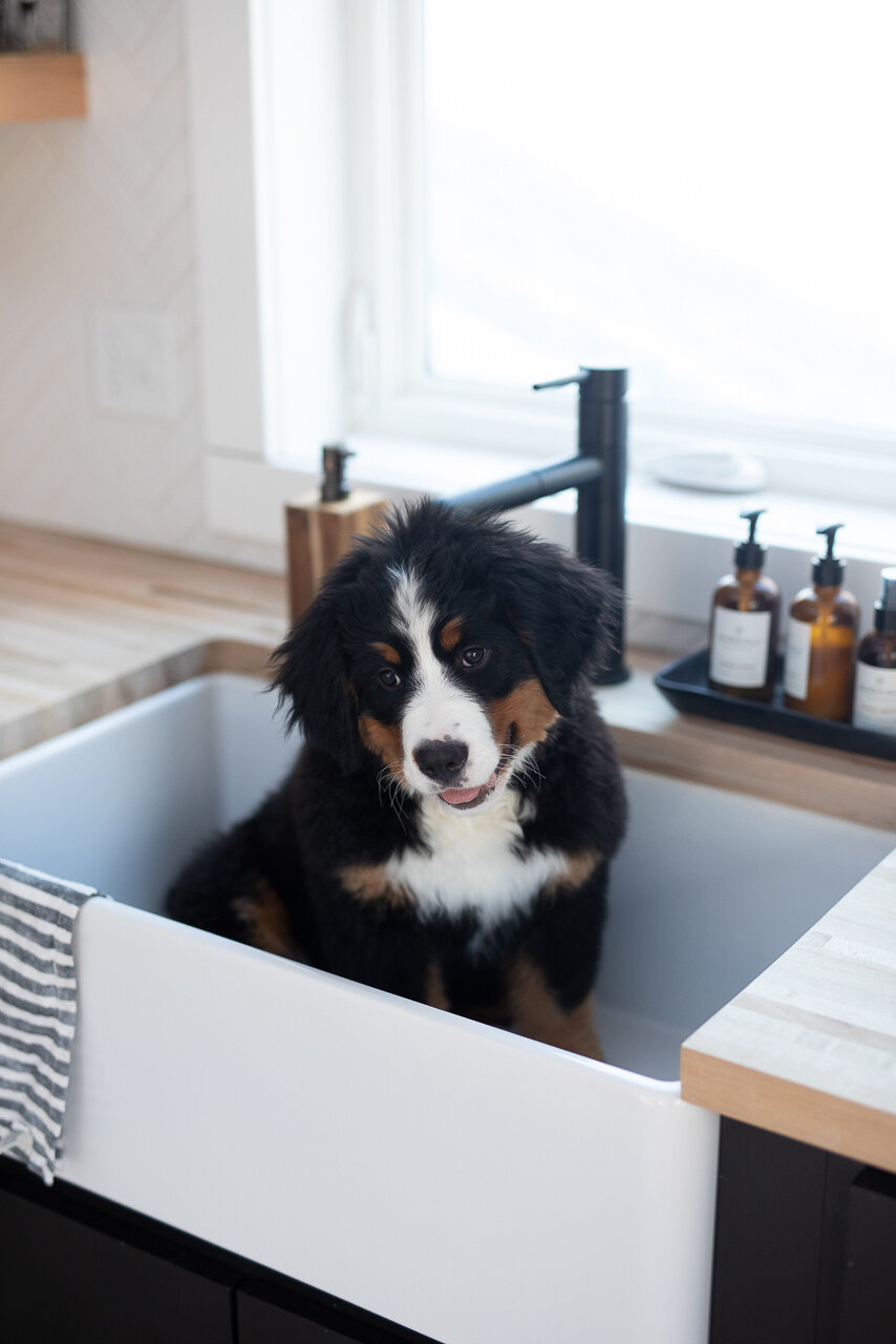 Bernese Mountain Dog from Stokeshire Designer Doodles, a family-centered breeding program in Wisconsin
