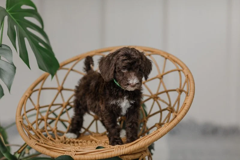 Capri		Brown Chocolate - Chest White	Female	Golden Mountain Doodle (Johnson)