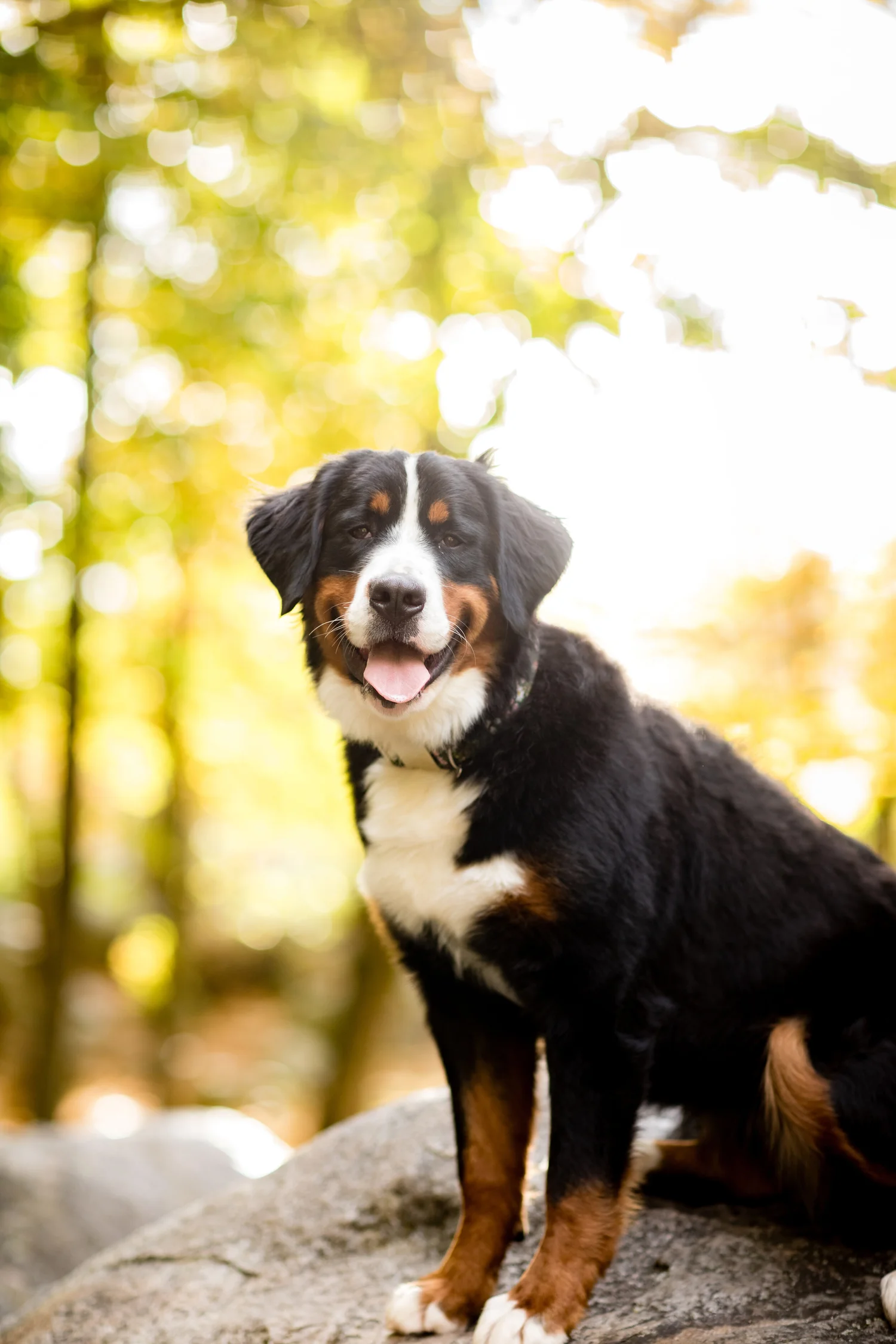Feta, a female Bernese Mountain Dog from Stokeshire Designer Doodles in Wisconsin, photographed in natural light