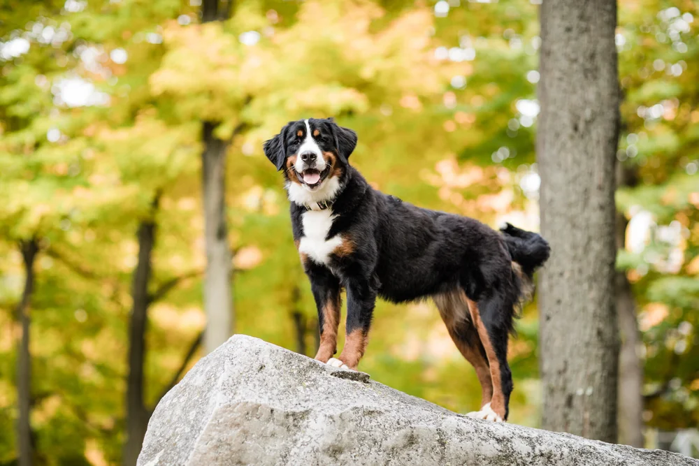 Feta, a Bernese Mountain Dog from Stokeshire Designer Doodles near Wausau, Wisconsin