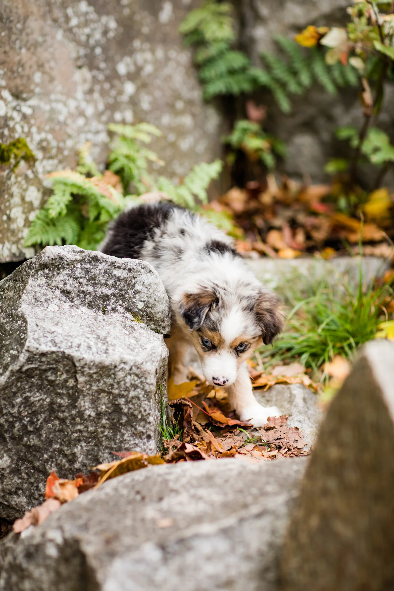 Mini-Aussiedoodles in Wisconsin 