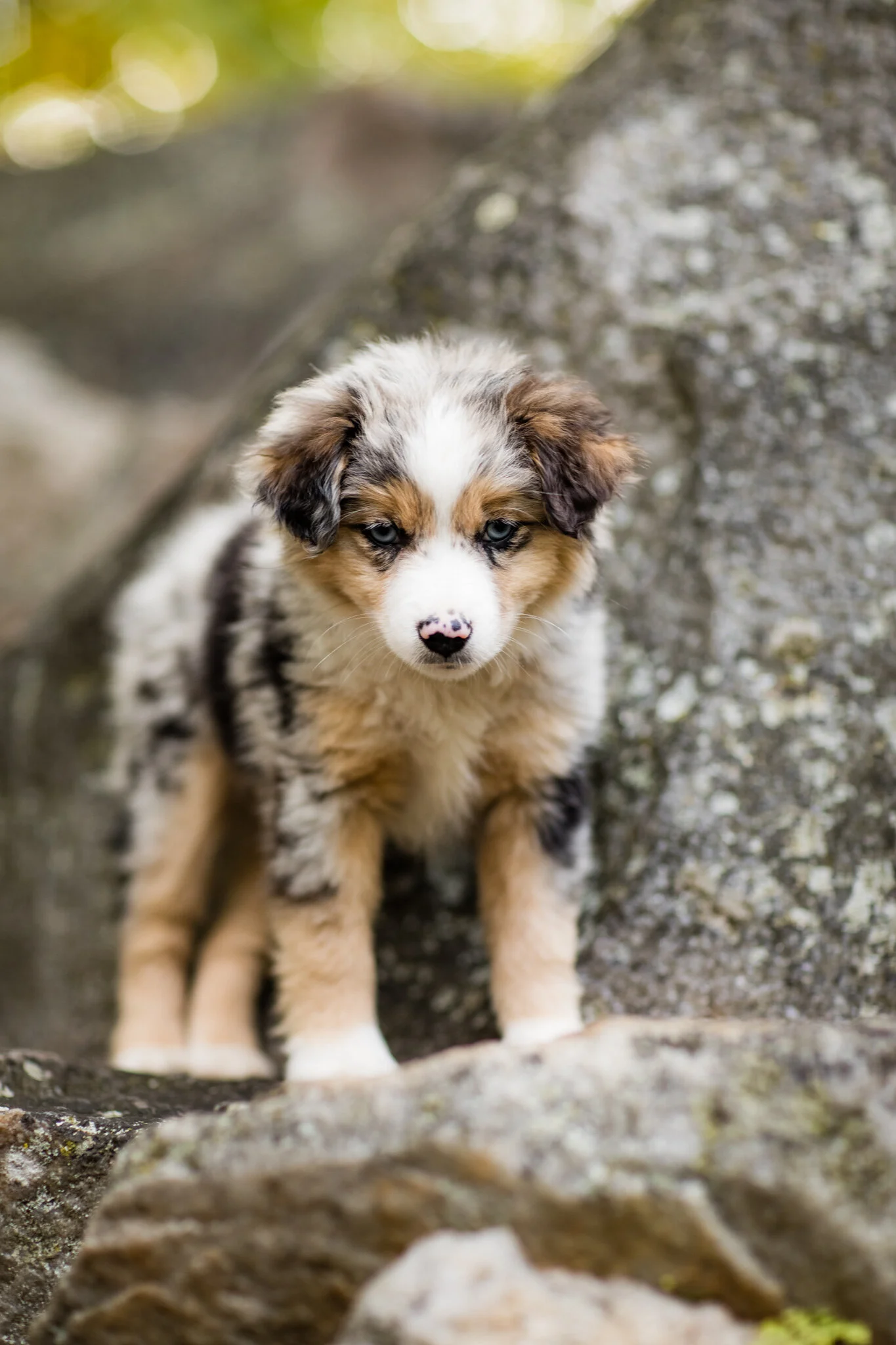 Mini-Aussiedoodles in Wisconsin 