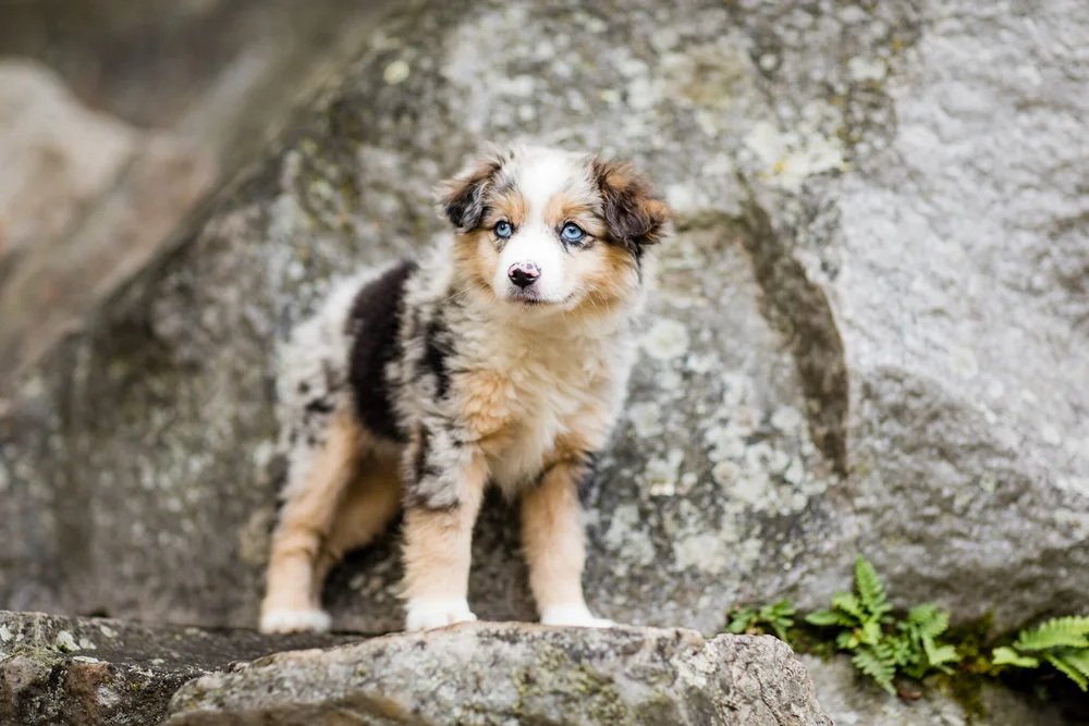 Olive, a Miniature American Shepherd at Stokeshire Designer Doodles in Wisconsin