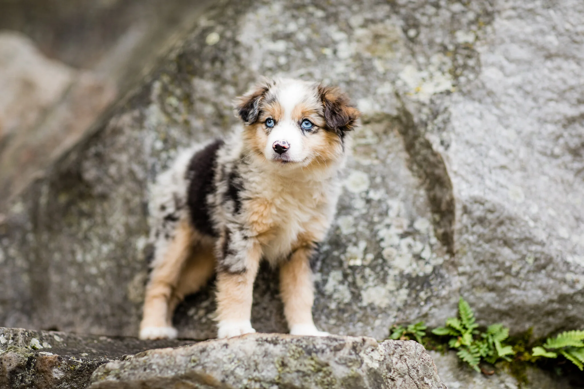 Olive — Mini Australian Shepherd dam at Stokeshire Designer Doodles