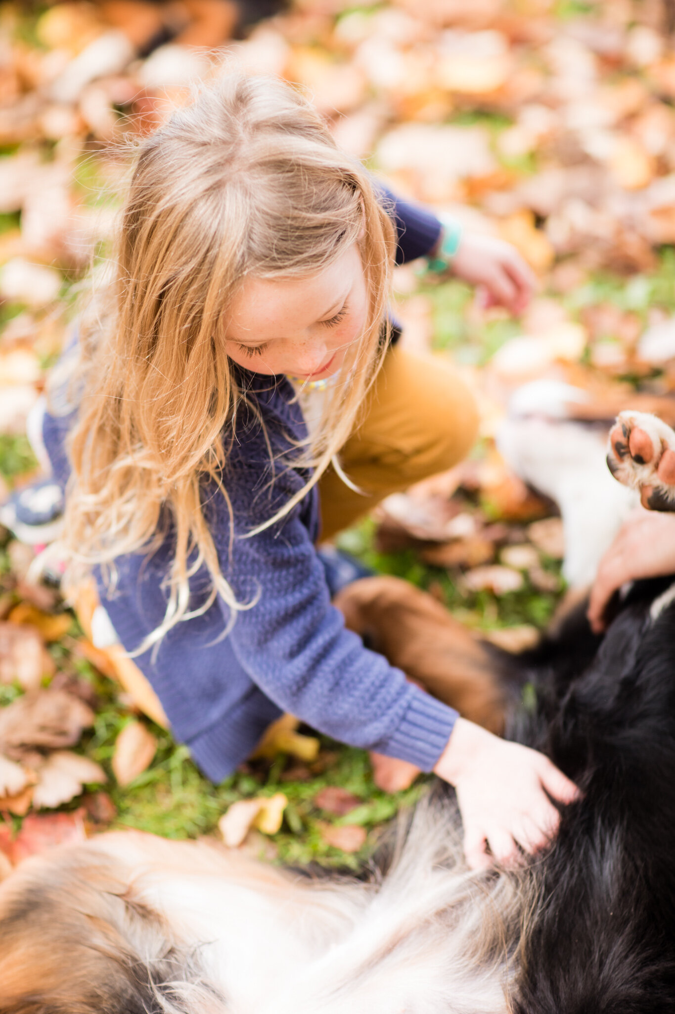 Bear-Male-Purebred-Bernese-Mountain-Dog081-STOKESHIRE-DOODLES-FALL.Proof.20.jpg