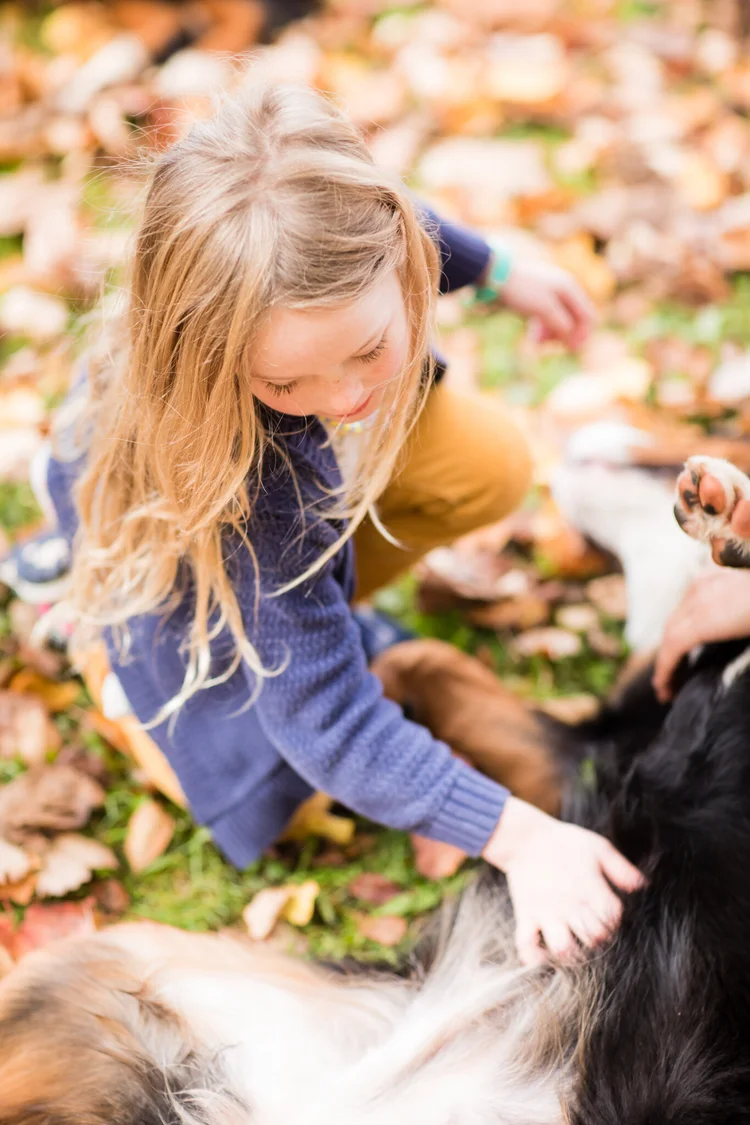 Bernese Mountain Dog with an average lifespan of 6 to 8 years, significantly shorter than a Bernedoodle