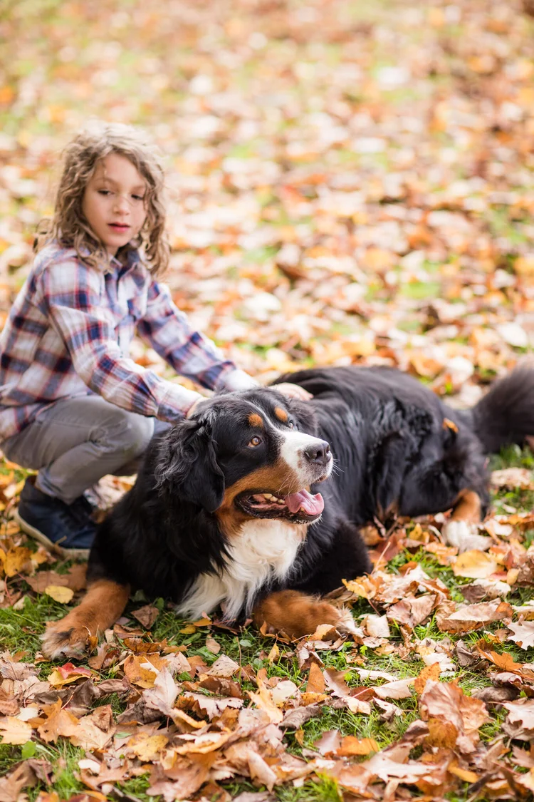Male Bernese Mountain Dog demonstrating attentive focus during training