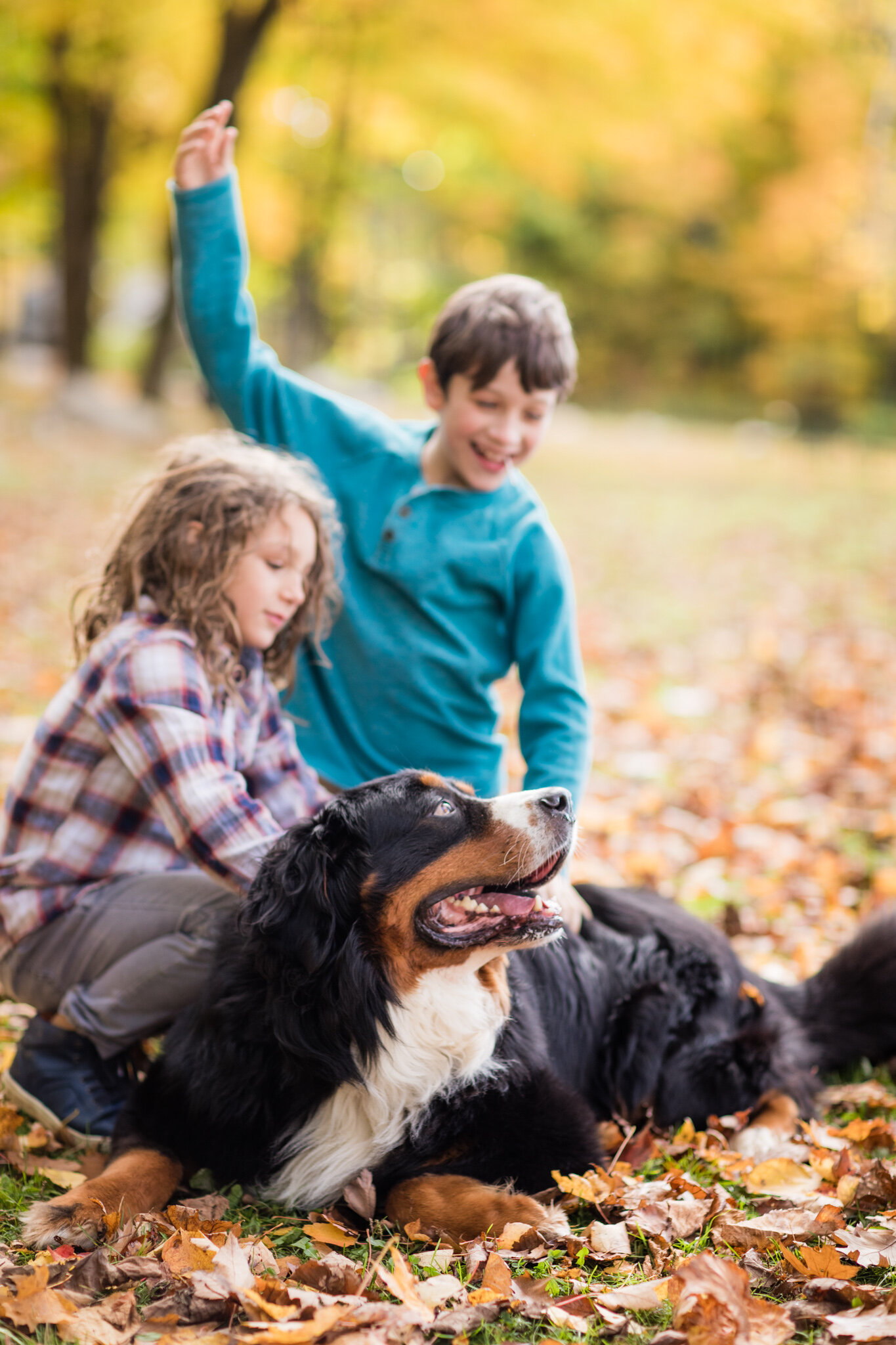 Bear-Male-Purebred-Bernese-Mountain-Dog096-STOKESHIRE-DOODLES-FALL.Proof.20.jpg