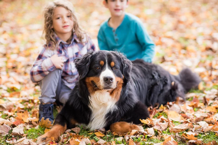 Dog Puppy Bernese Mountain Dog And Kids Little Child With Puppy Of