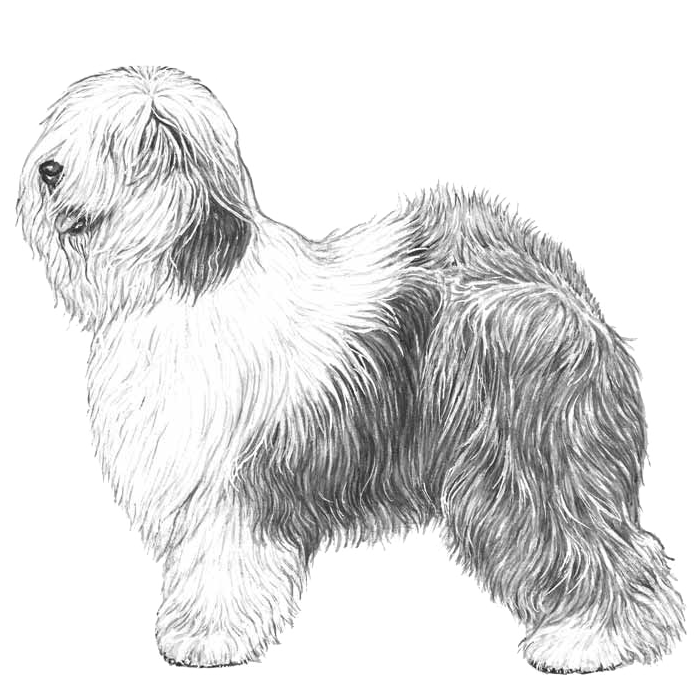 Old english sheepdog with tail (grey) Sticker for Sale by KiwiJP