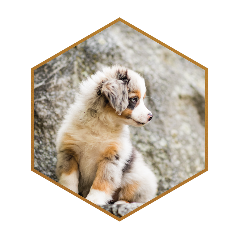 Mini American Shepherd 