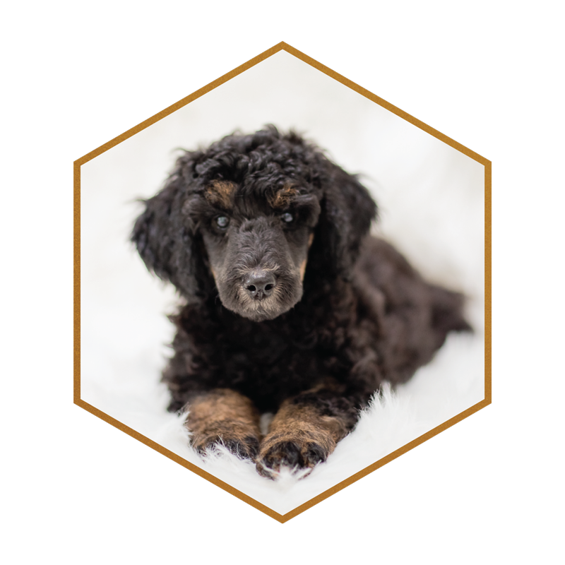 01-DOODLE-BREEDER-MOYEN-PAHNTOM-POODLE-STUD-STOKESHIRE-DESIGNER-DOODLES-WISCONSIN.png