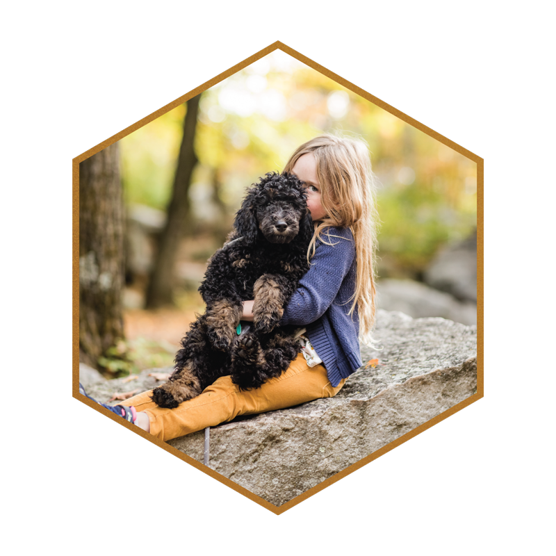 03-DOODLE-BREEDER-MOYEN-PAHNTOM-POODLE-STUD-STOKESHIRE-DESIGNER-DOODLES-WISCONSIN.png