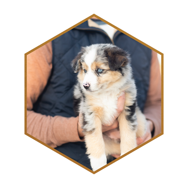 04-MINI-AUSSIE-DOODLES-STOKESHIRE-DESIGNER-DOODLES-WISCONSIN.png