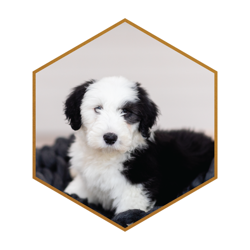 01-SHEEPADOODLES-STOKESHIRE-DESIGNER-DOODLES-WISCONSIN.png