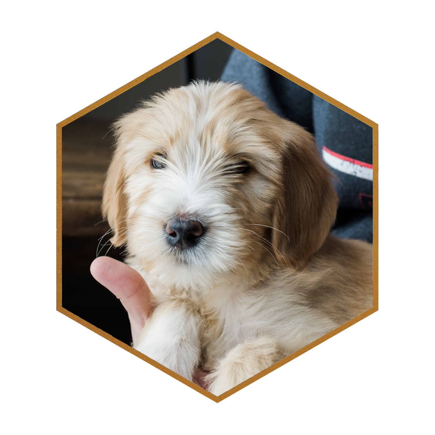 BRIE-GOLDENDOODLE-PUPPY-WISCONSIN-STOKESHIRE-DOODLES.JPG