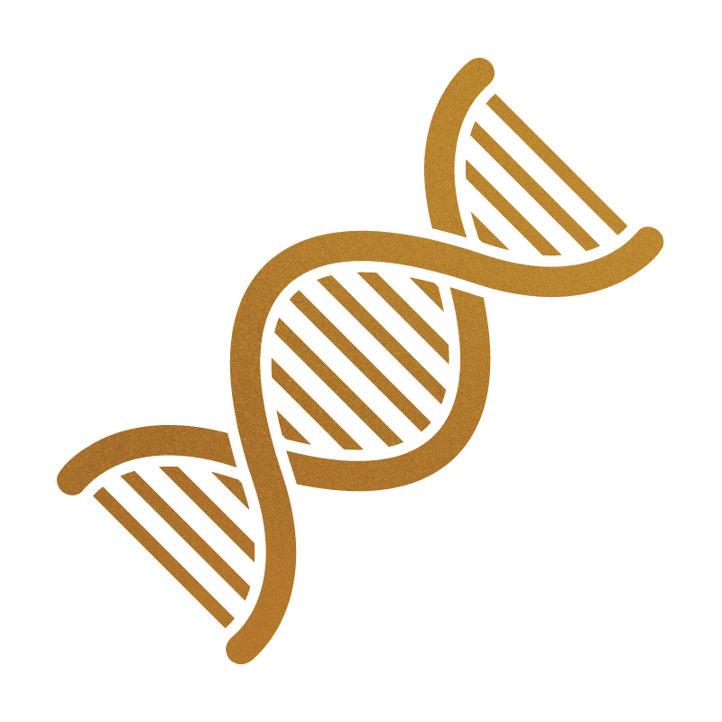 Doodle coat genetics diagram showing Poodle coat inheritance patterns at Stokeshire Designer Doodles