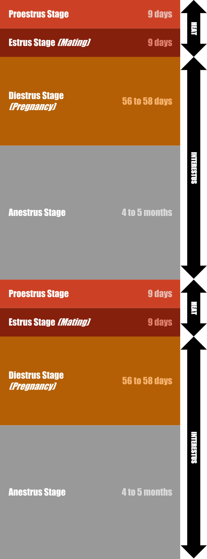 What are Dog Breeding Cycles? — STOKESHIRE DESIGNER DOODLES PUPPIES