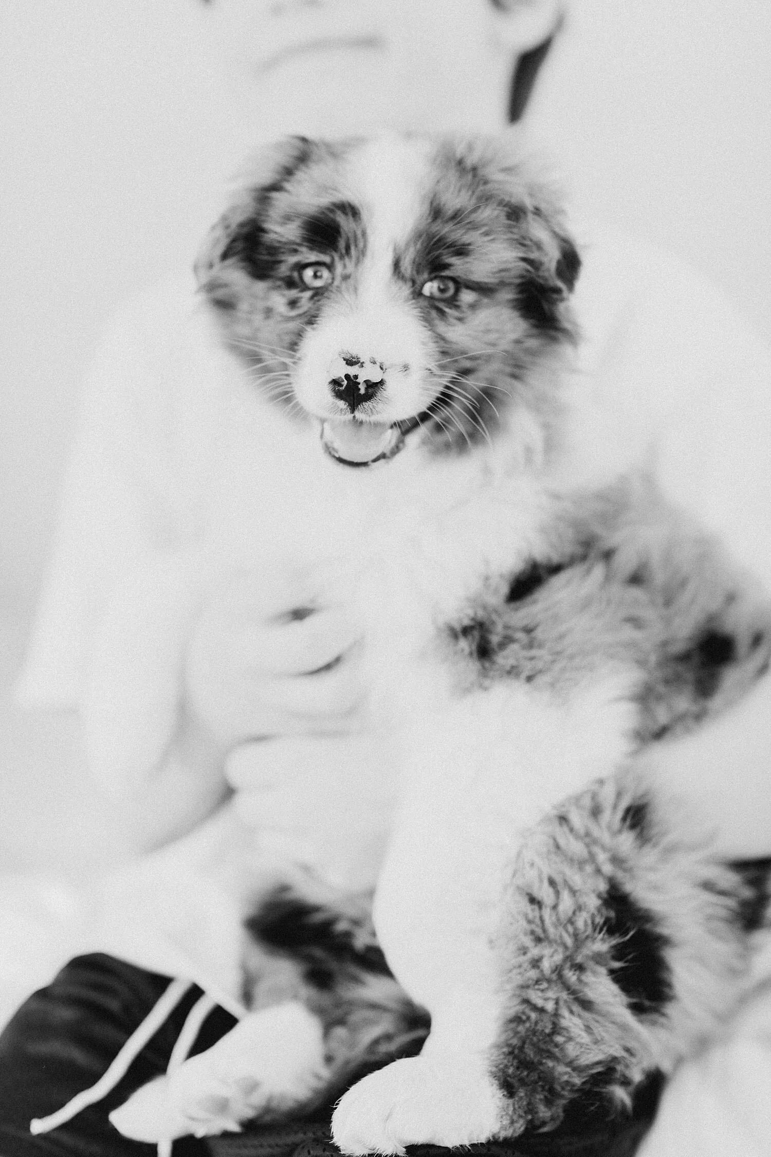 01-Stokeshire-Designer-Doodles-Standard-Blue-Merle-Aussiedoodle-Breeders-Wisconsin.jpg