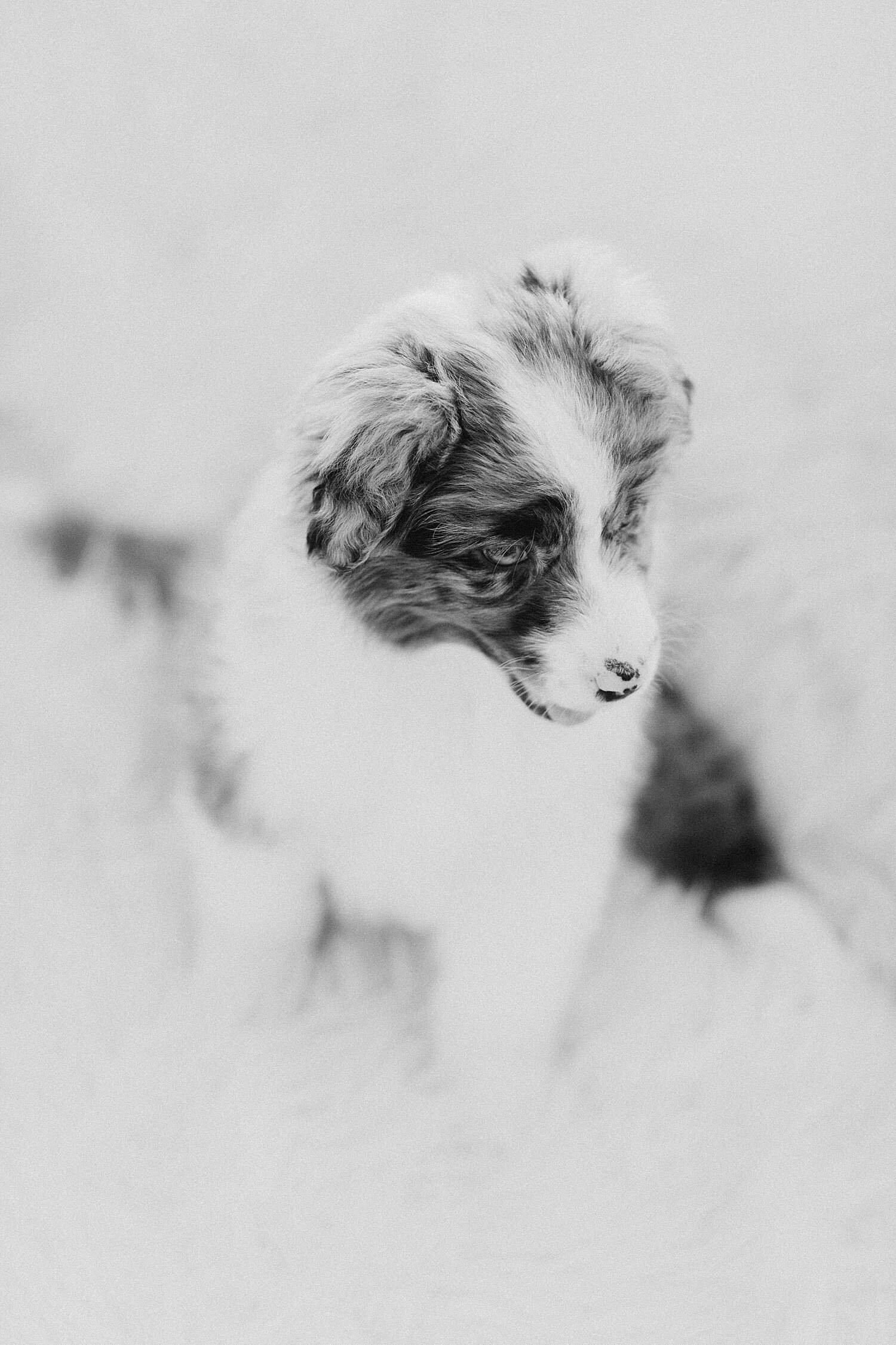 04-Stokeshire-Designer-Doodles-Standard-Blue-Merle-Aussiedoodle-Breeders-Wisconsin.jpg