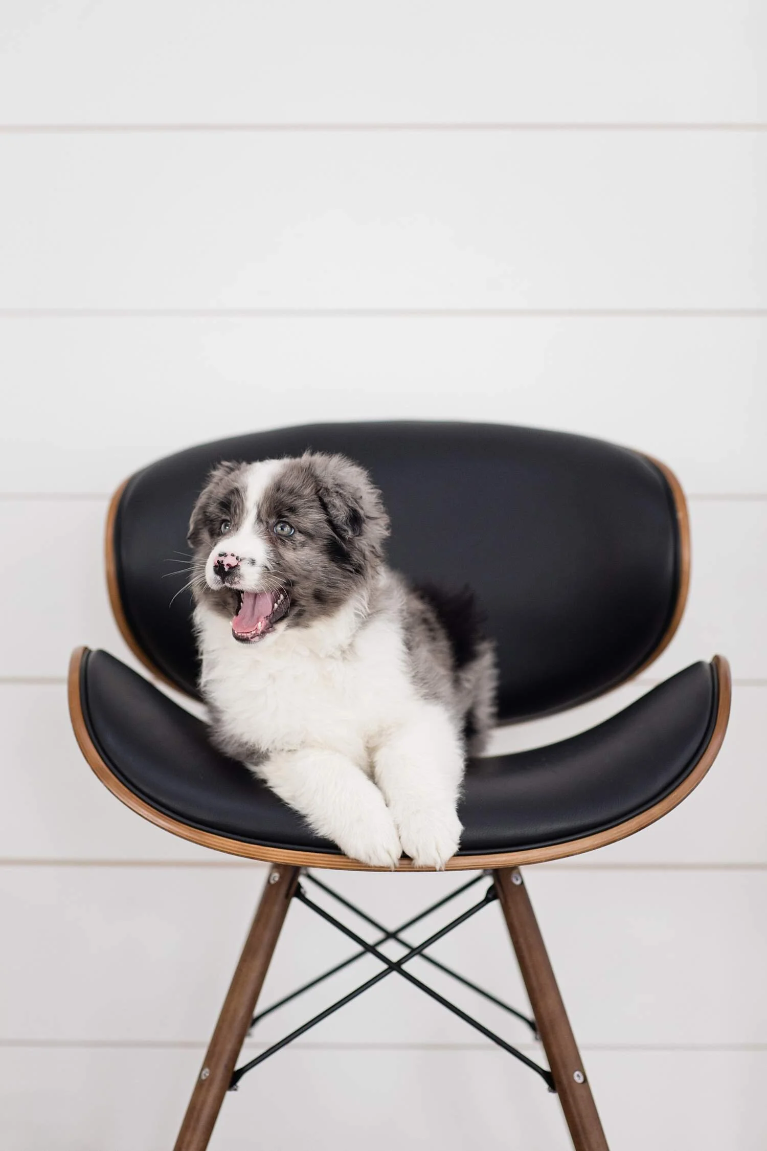 08-Stokeshire-Designer-Doodles-Standard-Blue-Merle-Aussiedoodle-Breeders-Wisconsin.jpg