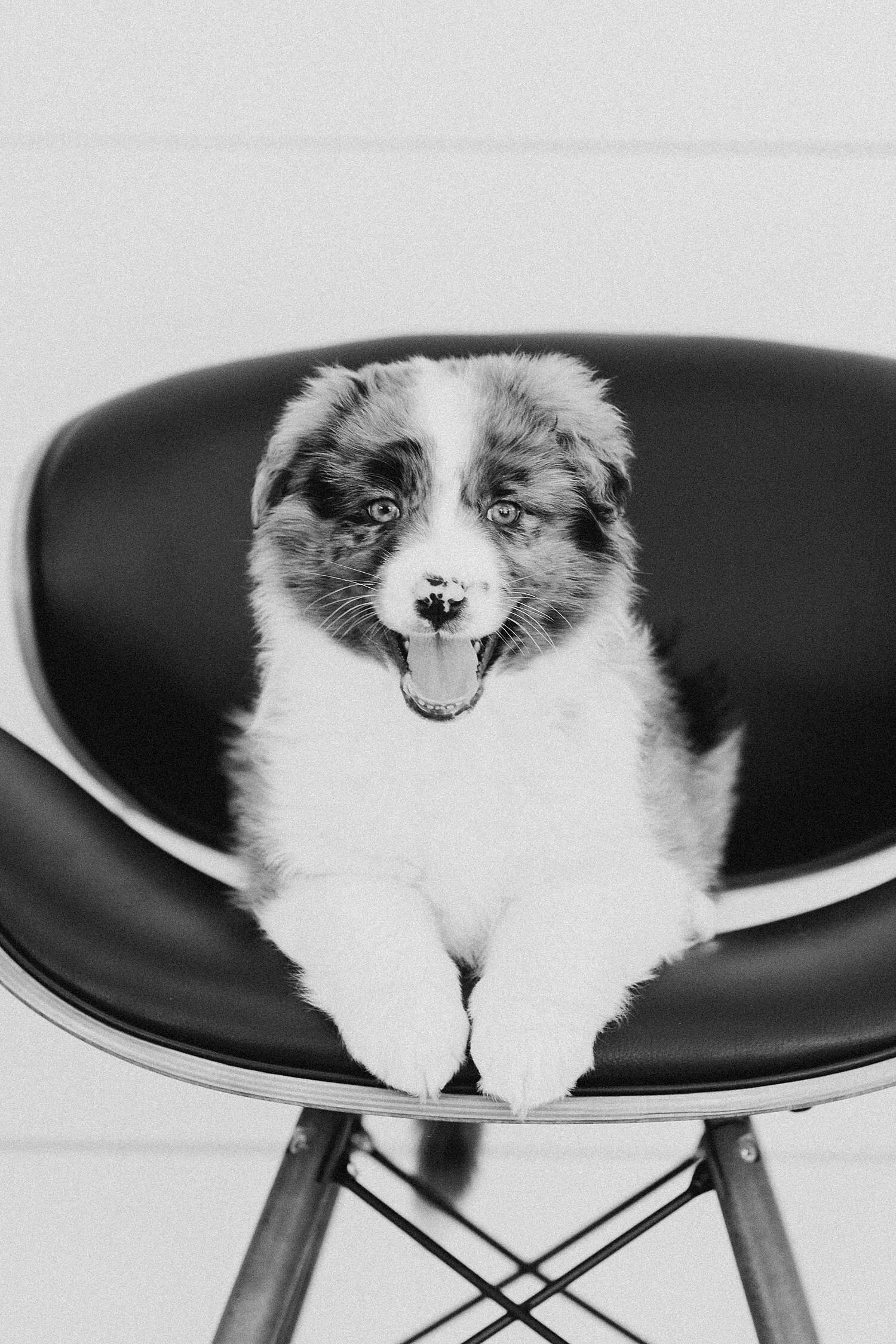 09-Stokeshire-Designer-Doodles-Standard-Blue-Merle-Aussiedoodle-Breeders-Wisconsin.jpg